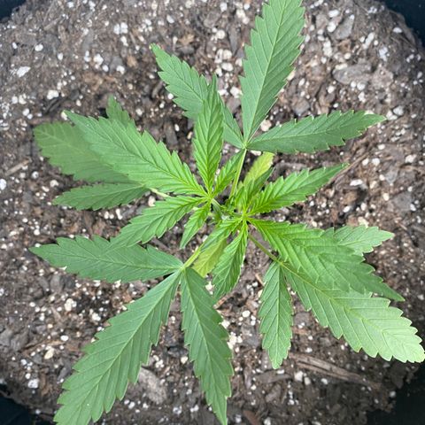 Bruce Banner 7/22 growlog photo: 6p