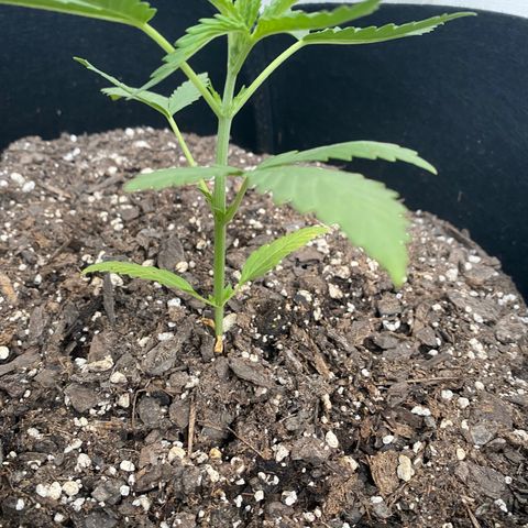 Bruce Banner 7/22 growlog photo: 6p
