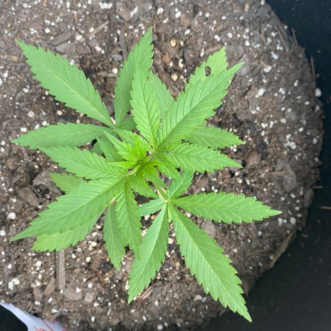 Gorilla Glue 2 7/25 growlog photo: 6p