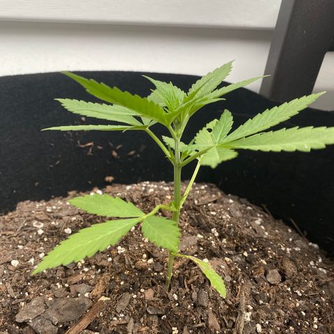 Gorilla Glue 2 7/25 growlog photo: 6p