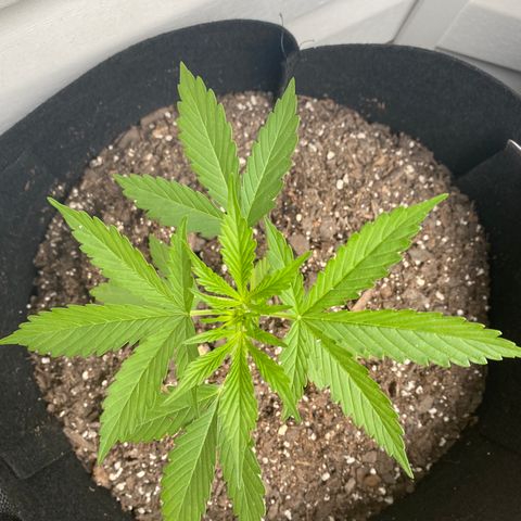 Gorilla Glue 1 7/23 growlog photo: 6p