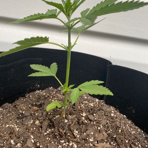 Gorilla Glue 1 7/23 growlog photo: 6p
