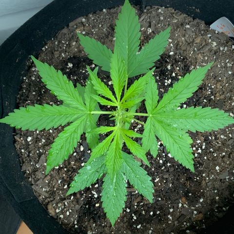 Gorilla Glue 1 7/23 growlog photo: 9a