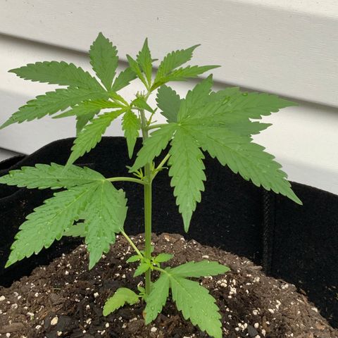 Gorilla Glue 1 7/23 growlog photo: 9a