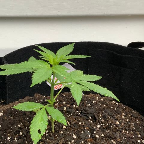 Gorilla Glue 2 7/25 growlog photo: 9a