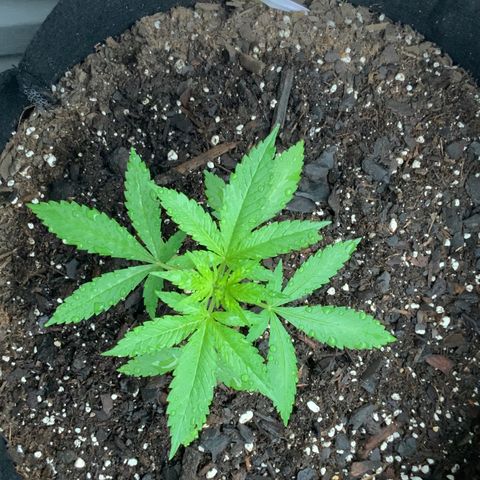 Gorilla Glue 2 7/25 growlog photo: 9a