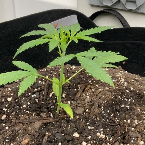 Bruce Banner 7/22 growlog photo: 9a