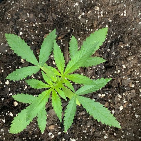 Bruce Banner 7/22 growlog photo: 9a