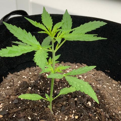 White Widow 7/25 growlog photo: 9a