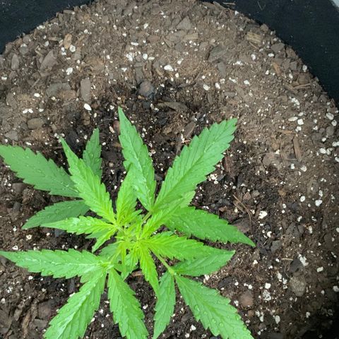 White Widow 7/25 growlog photo: 9a