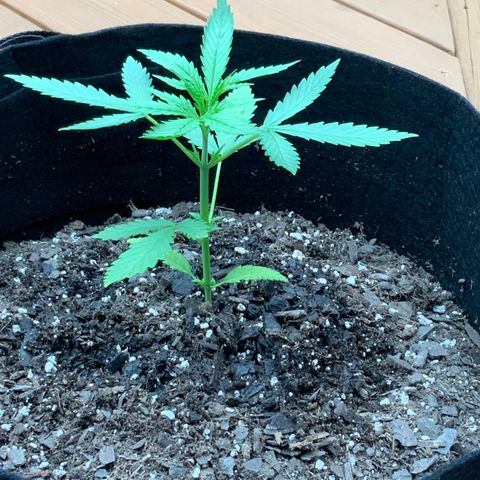 Bruce Banner 7/22 growlog photo: 6p