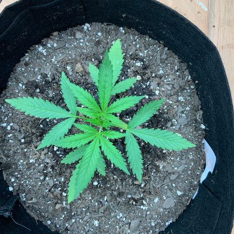 Bruce Banner 7/22 growlog photo: 6p
