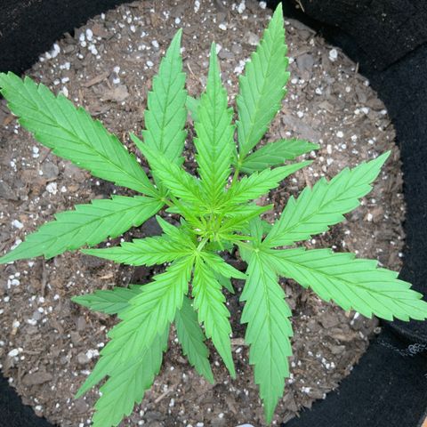 White Widow 7/25 growlog photo: 6p