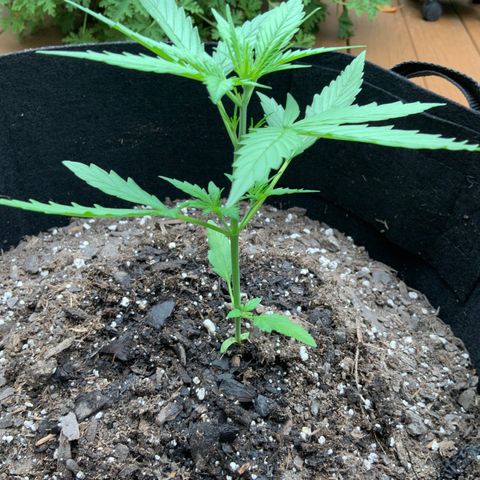 White Widow 7/25 growlog photo: 6p