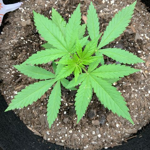 Gorilla Glue 2 7/25 growlog photo: 6p