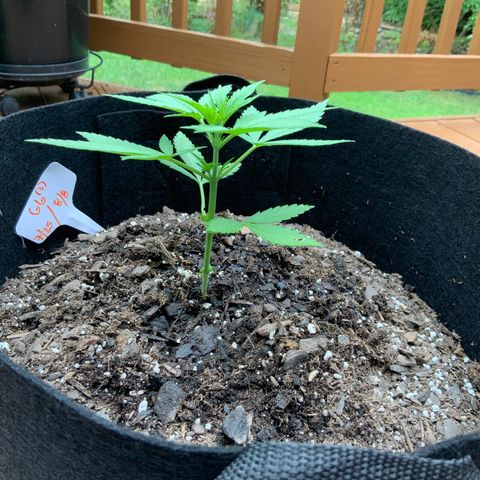 Gorilla Glue 2 7/25 growlog photo: 6p