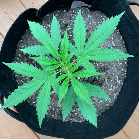 Gorilla Glue 1 7/23 growlog photo: 6p