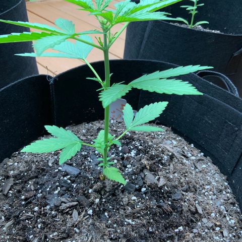 Gorilla Glue 1 7/23 growlog photo: 6p