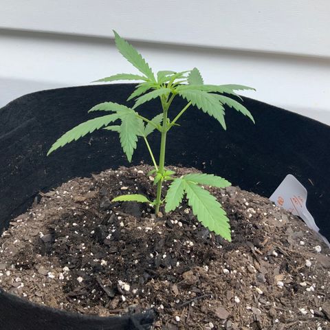 Bruce Banner 7/22 growlog photo: 7a