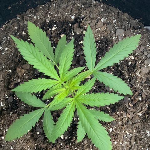 Bruce Banner 7/22 growlog photo: 7a