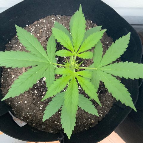 Gorilla Glue 1 7/23 growlog photo: 7a