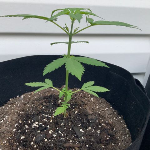 Gorilla Glue 1 7/23 growlog photo: 7a