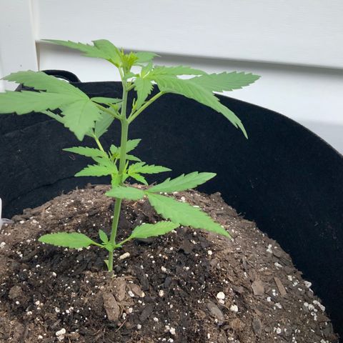White Widow 7/25 growlog photo: 7a