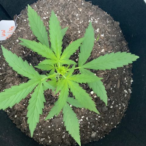 White Widow 7/25 growlog photo: 7a