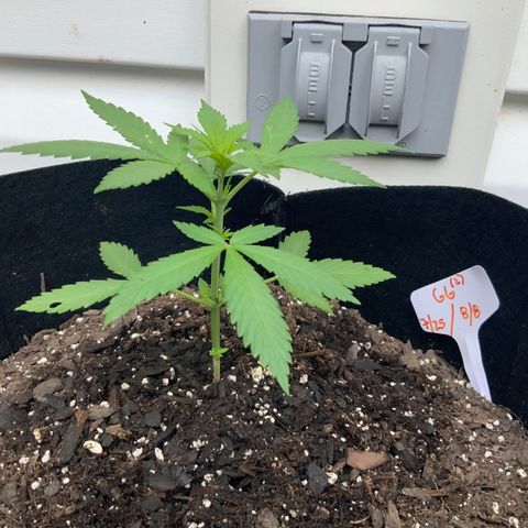 Gorilla Glue 2 7/25 growlog photo: 7a