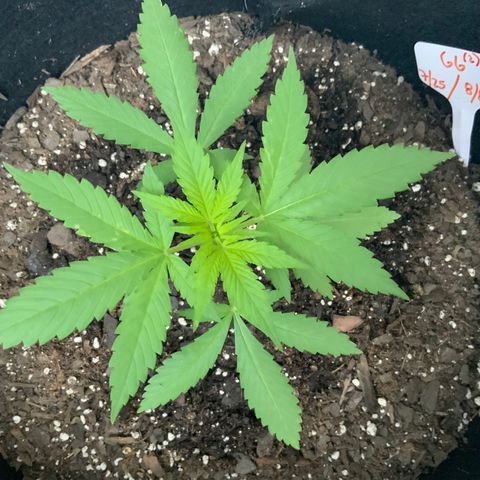 Gorilla Glue 2 7/25 growlog photo: 7a
