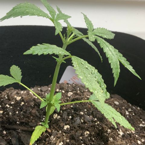 Bruce Banner 7/22 growlog photo: 6p