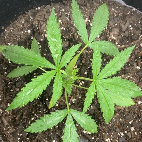 Bruce Banner 7/22 growlog photo: 6p