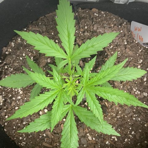White Widow 7/25 growlog photo: 6p