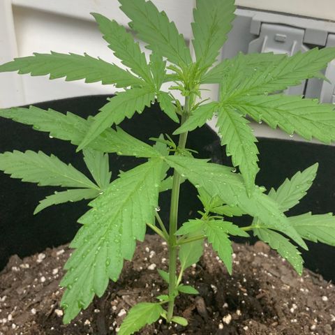 White Widow 7/25 growlog photo: 6p