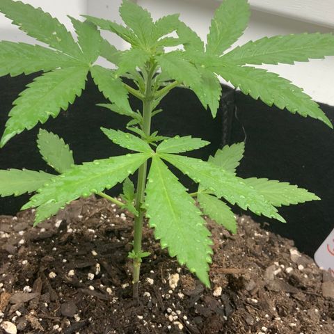 Gorilla Glue 2 7/25 growlog photo: 6p 