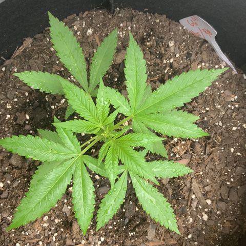 Gorilla Glue 2 7/25 growlog photo: 6p 