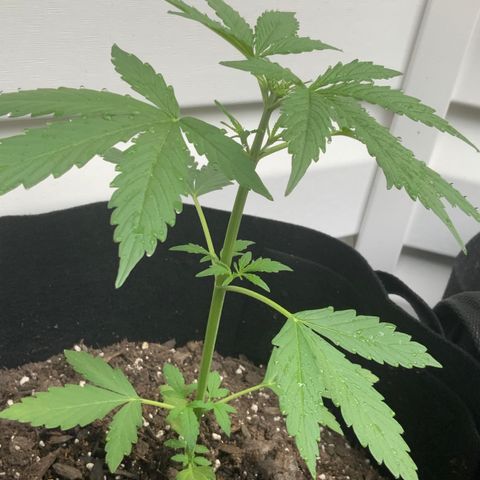 Gorilla Glue 1 7/23 growlog photo: 6p