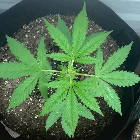 Gorilla Glue 1 7/23 growlog photo: 6p