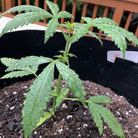 Bruce Banner 7/22 growlog photo: 7a