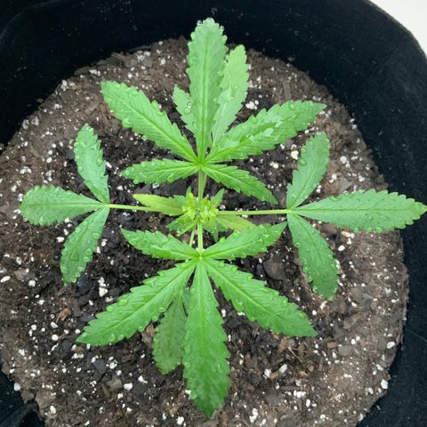 Bruce Banner 7/22 growlog photo: 7a