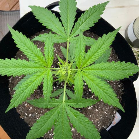 Gorilla Glue 1 7/23 growlog photo: 7a