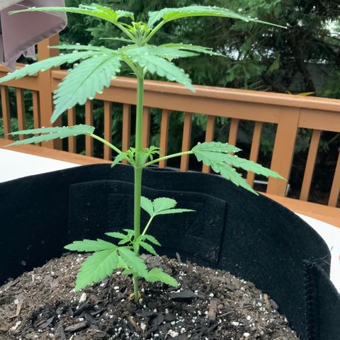 Gorilla Glue 1 7/23 growlog photo: 7a