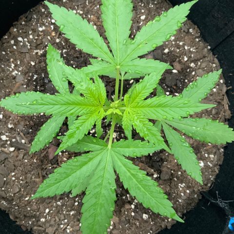 Gorilla Glue 2 7/25 growlog photo: 7a