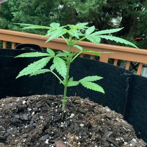Gorilla Glue 2 7/25 growlog photo: 7a
