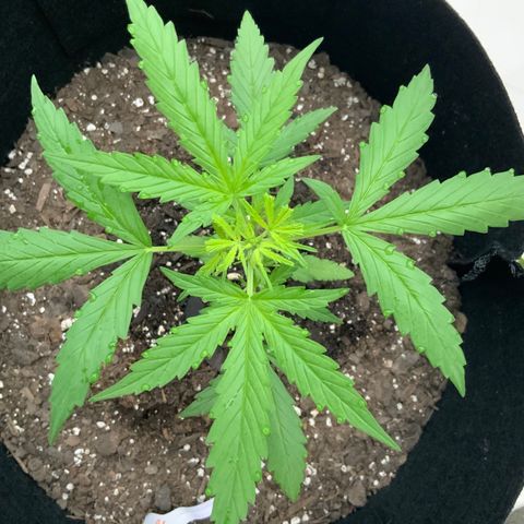 White Widow 7/25 growlog photo: 7a