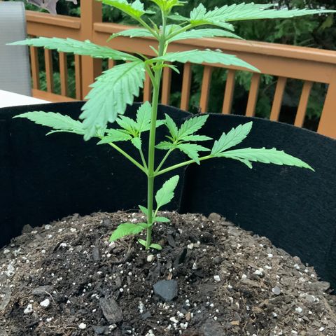 White Widow 7/25 growlog photo: 7a