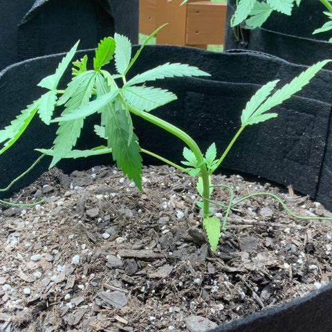 Bruce Banner 7/22 growlog photo: 1pm LST