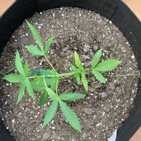 Bruce Banner 7/22 growlog photo: 1pm LST