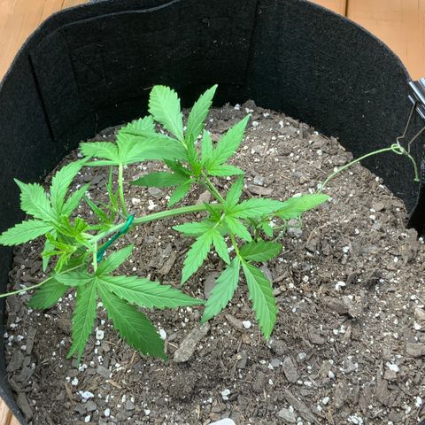 White Widow 7/25 growlog photo: 1pm LST