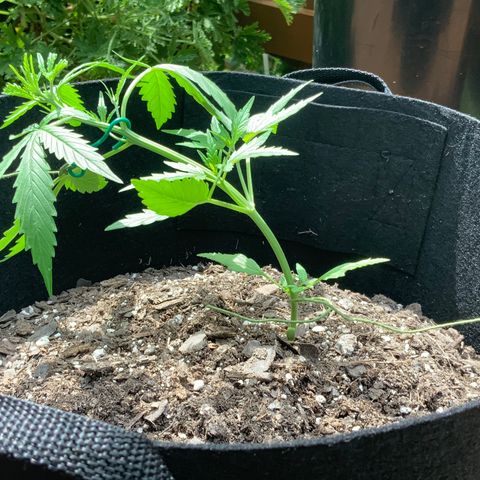 White Widow 7/25 growlog photo: 1pm LST